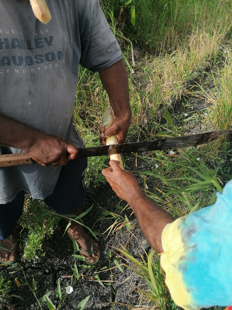 Sugar cane