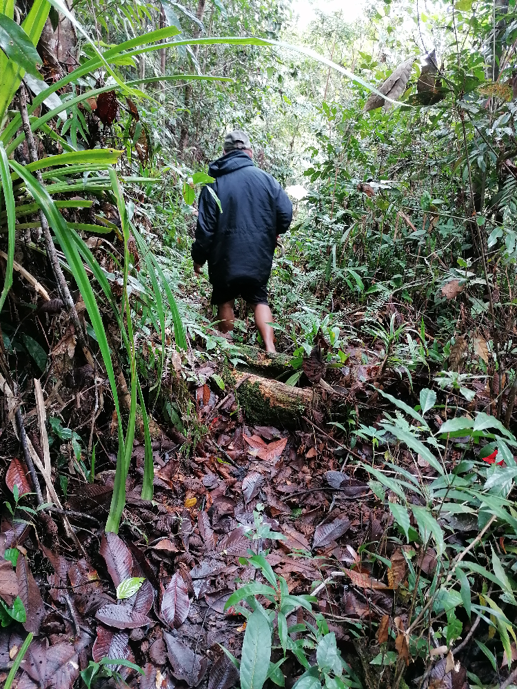 Jungle Walk